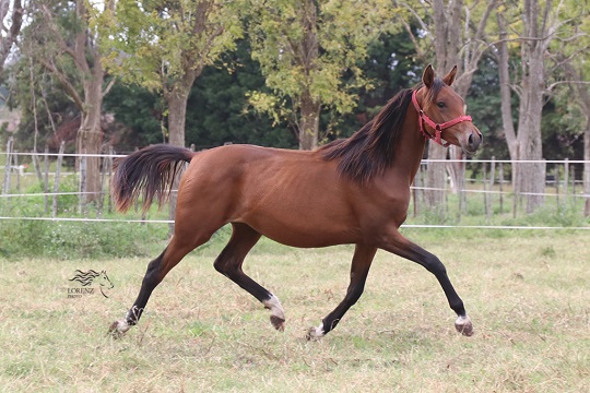 RO Soledad